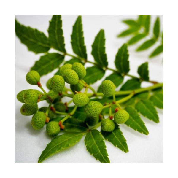 他のサンショウと比べ、柑橘系の香りと、やさしい辛みが特徴。枝に棘がなく管理がしやすく、雌雄同株なので雄木がなくても1株で実がつきます。新芽は木の芽和えや田楽に、実は佃煮や塩漬けに利用されます。科目：　ミカン科分類：　落葉低木開花期：　4月頃...