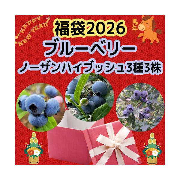 育てやすく、手軽に楽しめる果樹です。生食のほか、ジャムやお菓子など使えます。【セット内容：3品種　各1本】●チャンドラー・・・大きくて食べ応えがあり、甘みと酸味のバランスもよいブルーベリーです。晩生品種。●ノーザンスパルタン・・・果実は大き...