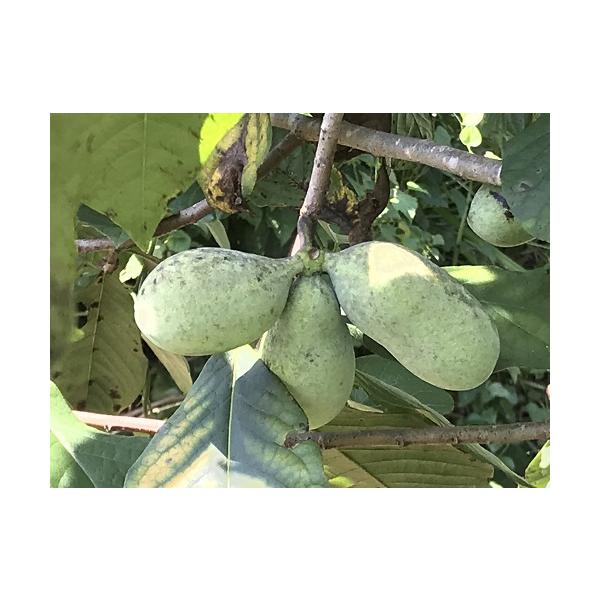 ポポー　NC‐1　3.5号接木苗　苗木 家庭菜園 果樹苗 ポーポー 森のカスタード