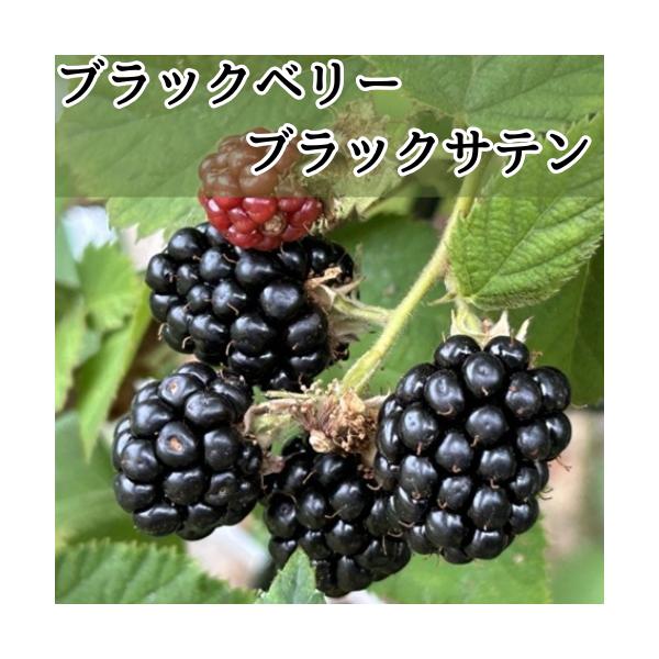 ブラックベリー ブラックサテン 3.5号ポット苗 挿木苗 苗木 トゲなし