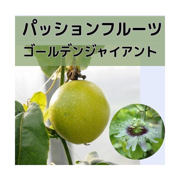 パッションフルーツ ゴールデンジャイアント 3号ポット苗木 家庭菜園 果樹苗
