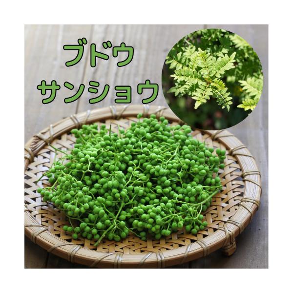 ぶどう山椒 4号ポット 接木苗 苗木