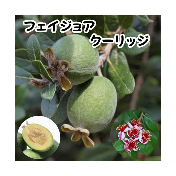 フェイジョア　クーリッジ　3.5号ポット　挿木１年生　苗木