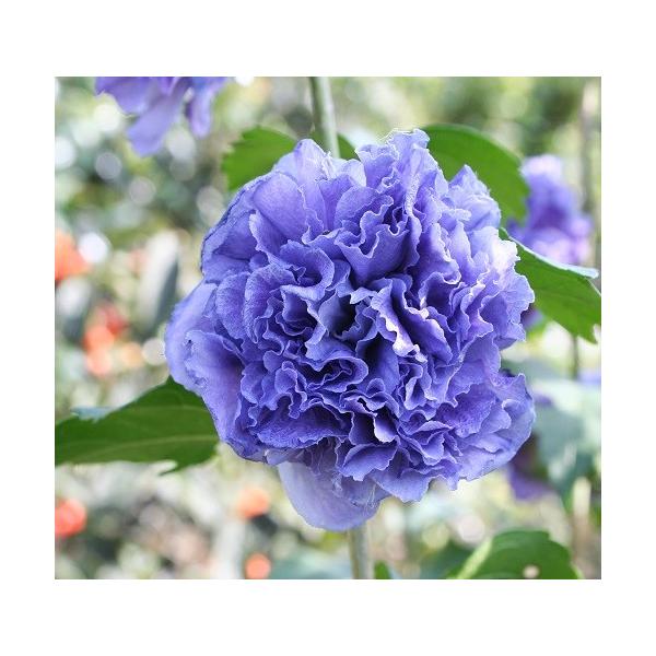 濃紫色の小輪の花が手鞠咲きになります。夏に濃紫のふわっとした八重の花姿が人気の品種です。花の少ない時期の庭を華やかにしてくれます。科目：アオイ科分類：落葉低木開花期：7〜9月頃最終樹高：2 〜 4m生育環境：日向耐寒性：　強お届け状態：3号...