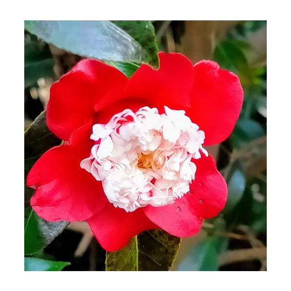 京都では月光（がっこう）とも呼ばれ、唐子咲きの代表的な椿です。濃紅の花弁に芯が白の唐子咲で小輪です。科目：ツバキ科分類：常緑高木開花期：　2〜4月頃最終樹高：　8m位　生育環境：日向耐寒温度：　強お届け状態：４号ポット苗　挿し木苗　高さ鉢底...