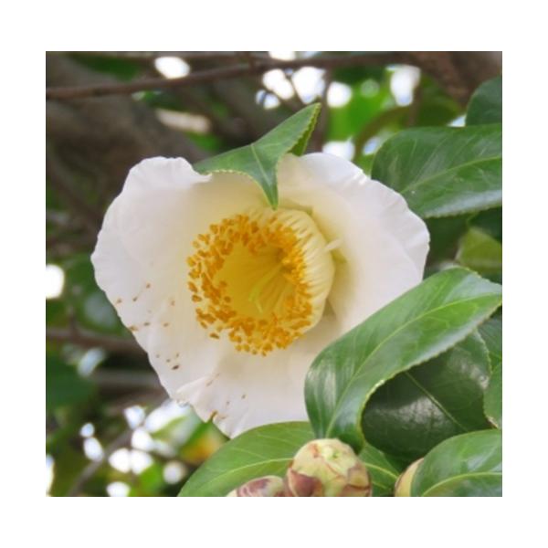 茶花として人気のある銘花です。丸い蕾が特徴で、白の一重咲きです。科目：ツバキ科分類：常緑高木開花期：　10〜3月頃最終樹高：　1〜3m位　生育環境：日向耐寒温度：　強お届け状態：４号ポット苗　挿し木苗　高さ鉢下から35cm位掲載画像撮影日：...