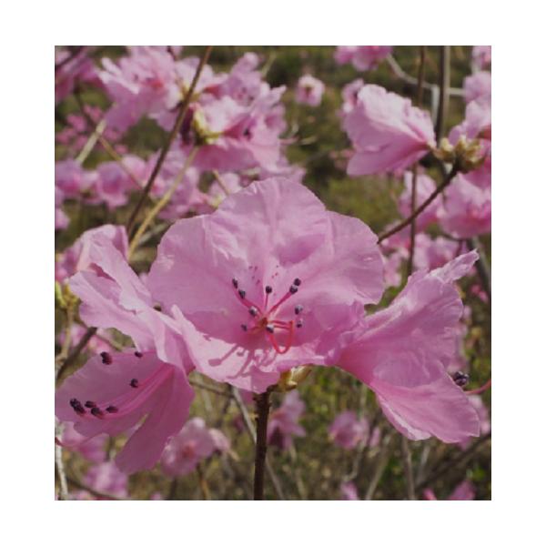 枝先にまとまって桜色の花を咲かせます。ツツジの中で早く花を咲かせる種類で、秋には赤く紅葉します。暑さ寒さに強く育てやすい品種です。科目：ツツジ科分類：落葉低木開花期：　4〜5月頃最終樹高：　2〜3ｍ位生育環境：日向耐寒性：　強お届け状態：3...