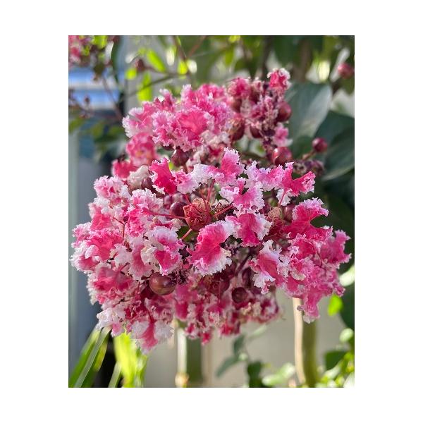 夏の少ない花時期に、赤と白の絞りの入った花を咲かせます。開花期も長く、暑さ寒さにも強く、庭植えや鉢植えに向きます。科目：ミソハギ科分類：落葉中木開花期：7〜9月頃最終樹高：　2〜3ｍ位生育環境：日向耐寒性：　強お届け状態：3.5号ポット　挿...