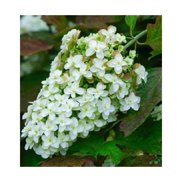 白の八重咲きで円錐形の花房の華やかな花姿です。柏の葉に似ていることからきています。秋には紅葉し、洋風ガーデンはもちろん和風の庭にも向きます。切り花にしても存在感がある品種です。科目：ユキノシタ科分類：落葉低木開花期：6〜7月頃最終樹高：2m...