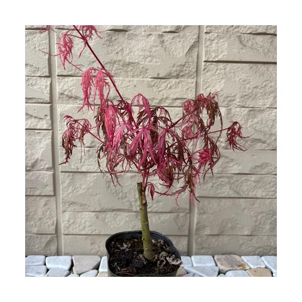 枝垂れ性で掃込斑が入る人気の品種です。特に繊細な葉と赤紅色の芽吹き時期は目をひきます。裂片の切れ込みが深く、濃赤にピンク斑がとても鮮やかです。紅葉時は紅色。科目：ムクロジ科分類：落葉高木開花期：4〜5月頃最終樹高：　〜5m位生育環境：日向〜...