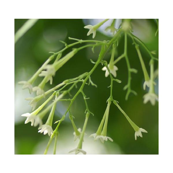 【訳あり理由：季節外の為。冬越しは室内管理してください。来年用に！】ナイトジャスミンとも呼ばれ、西インド諸島原産の植物です。最大の魅力は、夜に開花し強い甘い香りを放ちます。クリーム色の小さい花をたくさんつけます。科目：ナス科分類：常緑高木開...