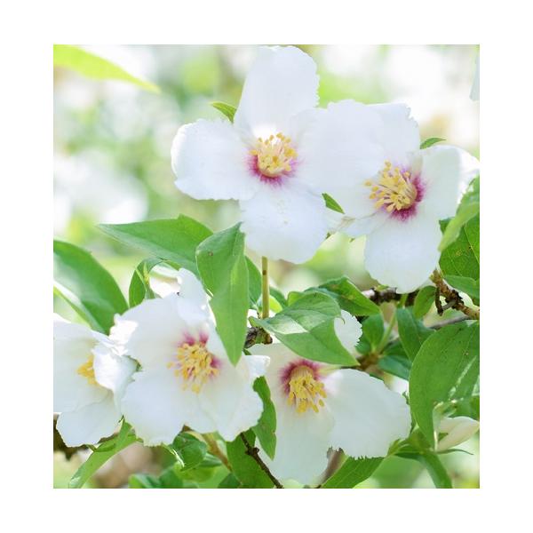 初夏に香りのある爽やかな白花を咲かせます。花の中心は底紅色で、可愛らしく人気があります。和洋どちらの庭にも向きます。科目：アジサイ科分類：耐寒性落葉低木開花期：5〜6月頃最終樹高：　1ｍ位生育環境：日向耐寒性：　強お届け状態：3号ポット苗　...