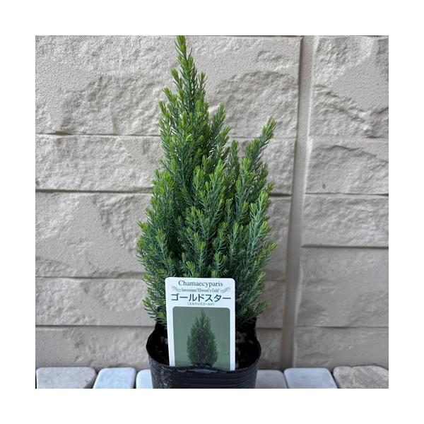エルウッズゴールドはエルウッディと葉色が違う品種で、葉色は黄緑色で、香りが強い。春の葉色は黄緑色ですが、秋には緑色へと変化します。科目：ヒノキ科分類：常緑低木開花期：　最終樹高：　2ｍ位　生育環境：日向耐寒温度：　強お届け状態：３号ポット苗...