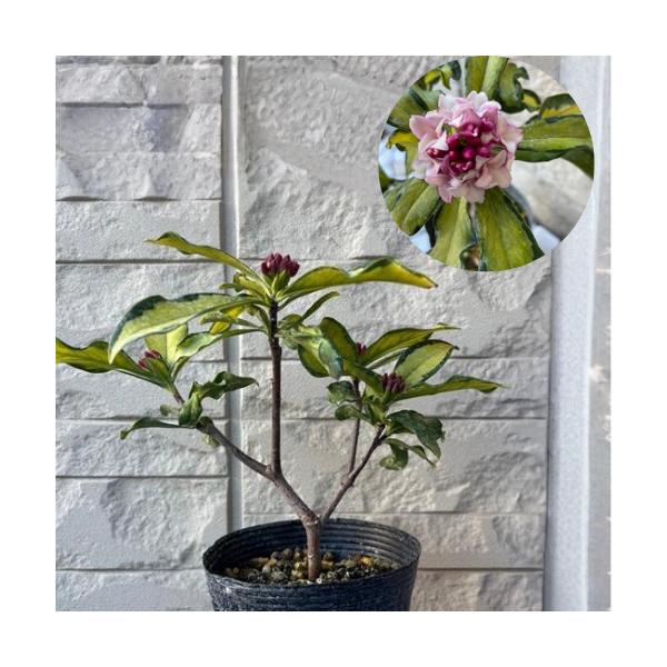 春に香りの良い花を咲かせ、中斑の入る葉が美しい品種です。花は赤花で、香りがあり、花のない時期はカラーリーフとして楽しめます。※斑の入り方は個体差があります。科目：ジンチョウゲ科分類：常緑低木開花期：　3〜4月位最終樹高：　1m位　生育環境：...