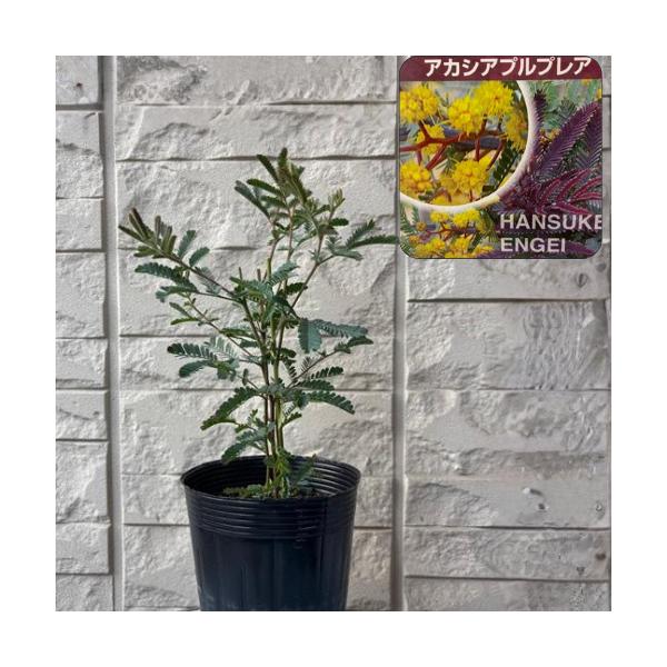 芽だしの新葉が紫色で美しい品種です。春にポンポンのような黄色の小花がたくさん咲きます。シルバーグレイの葉も美しく、庭木、花壇や切花、シンボルツリーに最適です。科目：マメ科分類：半耐寒性常緑樹開花期：　3〜4月頃最終樹高：　３m位　生育環境：...