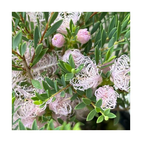 沈丁花ページ③ 楽天市場】2025年開花沈丁花3月から4月開花 苗【沈丁花 白花