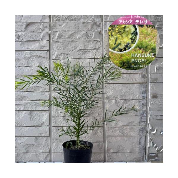 アカシアの中でもコンパクトな矮性品種です。花が付きやすく、鉢植え向き。寒くなると赤く色づく葉もきれいです。科目：マメ科分類：半耐寒性常緑樹開花期：　2〜4月頃最終樹高：　1〜3m位　生育環境：日向耐寒温度：　中お届け状態：3.5号ポット苗　...