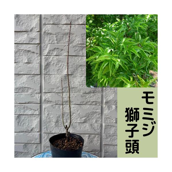 緑色の葉が密集し、裂片が縮れて獅子の巻毛のようになる珍しい品種です。盆栽材料として人気があります。秋は真っ赤に紅葉します。科目：ムクロジ科分類：落葉高木開花期：4〜5月頃最終樹高：　〜3m位生育環境：日向〜半日陰耐寒性：　強お届け状態：接木...