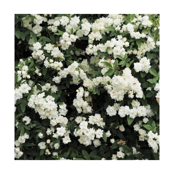 モッコウバラ 白花 八重咲き　3.5号ポット苗　苗木　木香茨　木香薔薇　
