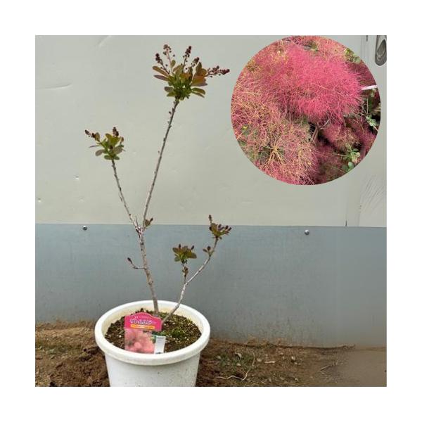 スモークツリーリトルルビー7号鉢シンボルツリードライフラワー