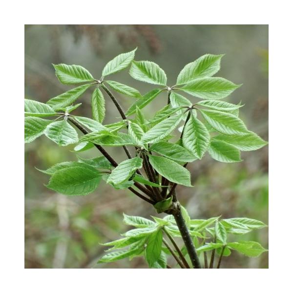 コシアブラ　3.5号ポット苗　苗木　山菜