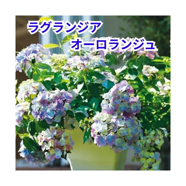 ハイドランジア ラグランジア　オーロランジュ 3.5号ポット苗　苗木 アジサイの苗　紫陽花　あじさい　