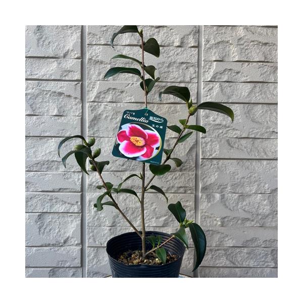 濃紅地に白覆輪の対比がとてもきれいな品種です。花は一重で中輪。茶花や庭植えに向きます。※開花時期の気候や、枝によっては覆輪が薄い、または出ない場合がございます。科目：ツバキ科分類：常緑高木開花期：3〜4月頃最終樹高：3m位　生育環境：日向耐...