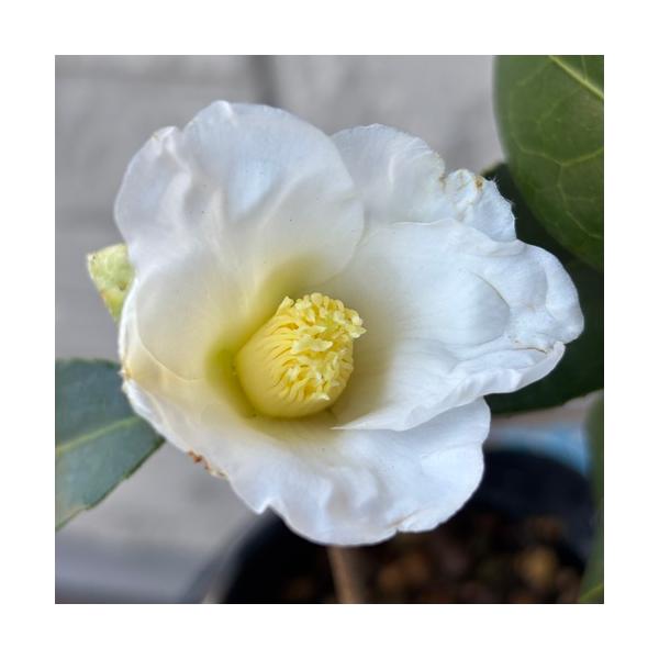 白色の一重咲で猪口咲きの清楚な雰囲気で人気があります。11月頃から咲き始め、茶花や庭植えに向きます。科目：ツバキ科分類：常緑中木開花期：11〜3月頃最終樹高：2〜4m位　生育環境：日向耐寒温度：　強お届け状態：4号ポット苗　挿し木苗　高さ鉢...