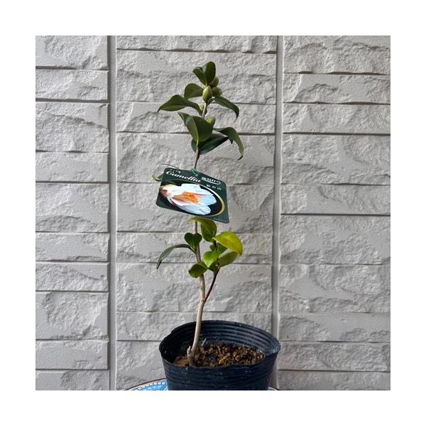 白地に紅色の縦絞りが入ります。成木になると枝によっては、白地に紅色の縦絞り以外の覆輪や紅色と多様な花色が楽しめます。晩秋から春頃まで開花時期が長いも魅力です。科目：ツバキ科分類：常緑中木開花期：10〜4月頃最終樹高：2〜4m位　生育環境：日...