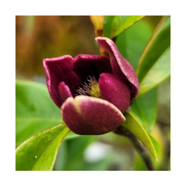 カラタネオガタマの園芸品種です。ワインレッドの花色で、強い芳香があり、バナナの香りに似ていることから「バナナの木」とも呼ばれます。葉も艶やかで花付きがよく、花期も長いためシンボルツリーに適しています。科目：モクレン科分類：常緑高木開花期：5...