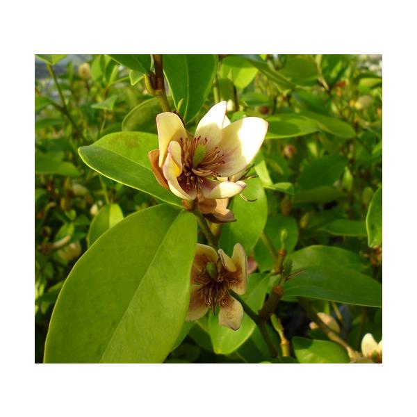 カラタネオガタマの春と秋に咲く四季咲き性品種です。花はクリーム色で、強い芳香があり、バナナの香りに似ていることから「バナナの木」とも呼ばれます。葉も艶やかで花付きがよく、花期も長いためシンボルツリーに適しています。科目：モクレン科分類：常緑...