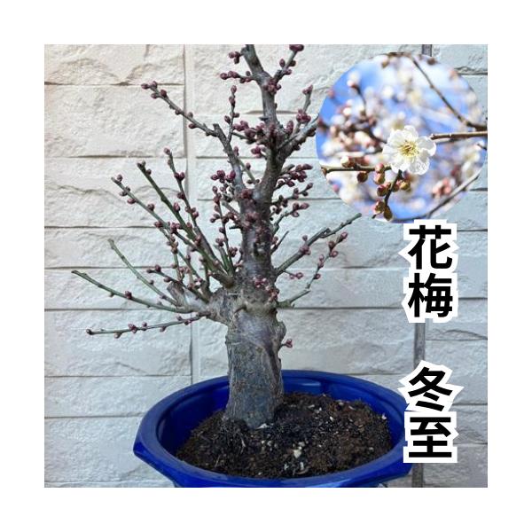 野梅性の早咲きとして代表品種。整った花形で一重の白い花を咲かせる花梅です。花つきも良く、正月用の寄植えに利用されます。科目：バラ科分類：落葉中木開花期：12〜2月頃最終樹高：5m位生育環境：日向耐寒性：　強お届け状態：6号プラ鉢　高さ鉢下か...