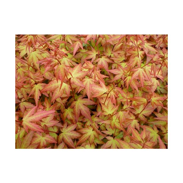 イロハモミジで、春葉は赤色から黄色に、夏には黄緑色になります。秋の紅葉は真っ赤になり常に美しく、人気の品種です。科目：ムクロジ科分類：落葉高木開花期：4〜5月頃最終樹高：　5〜25m位生育環境：日向耐寒性：　強お届け状態：接木1年生苗　4号...