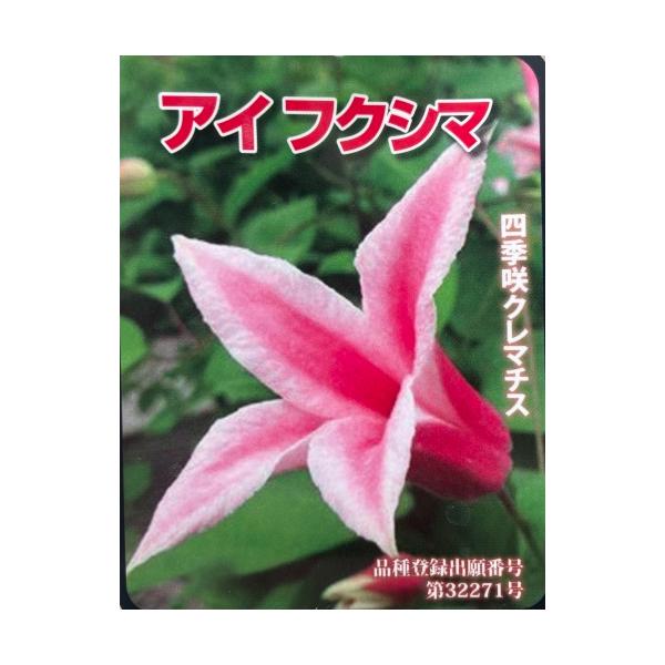 クレマチス 花苗 アイ フクシマ 3.5号ポット苗 : エスフルール - 通販