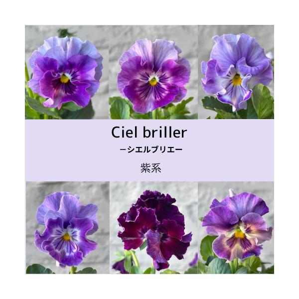 寄せ植えに人気！中輪タイプの優しい花色にフリルが可愛い花日和さんの人気品種です。丈夫で育てやすく長く楽しめ、切り花として飾るのもオススメです。※花色の変化があり、気温等により花色が変化したり、日数が経つにつれ色合い等が変わる場合がございます...