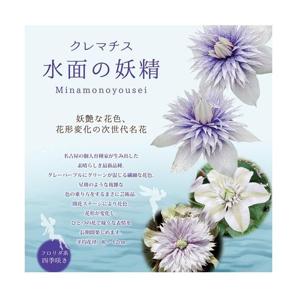 クレマチス 水面の妖精 3.5号ポット苗 花苗　