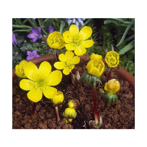 エランティス シリシカ 黄花節分草 球根5球袋詰め S Fleur 通販 Yahoo ショッピング