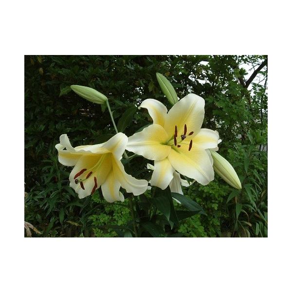 イエローカサブランカとも呼ばれ、とても大きく華やかな花を咲かせる品種です。香りも良く、黄色の大輪が目を引きます。科目：ユリ科分類：球根開花期：6〜７月頃　最終草丈：1.2m位生育環境：日向耐寒温度：強香り：ありお届け状態：球根1球袋詰め【ご...