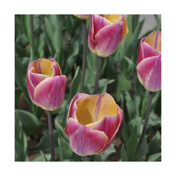 咲き始めは黄色で咲き進むにつれ、徐々にピンクが乗ってくる可愛らしい品種です。科目：ユリ科分類：球根開花期：4月頃最終草丈：30〜40cm位生育環境：日向耐寒温度：強お届け状態：３球袋詰【ご注意ください】●掲載している開花写真はイメージです。...