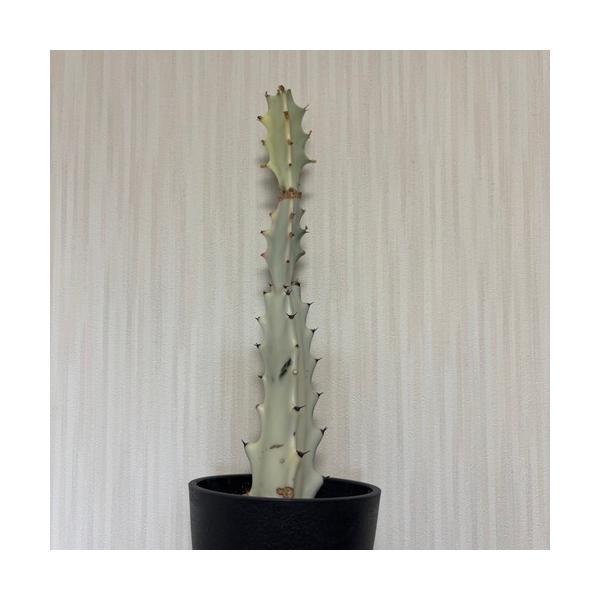 ビザールプランツ（奇妙な植物）や珍奇植物として人気があります。乳白色の肌に手を伸ばしたようなフォルムがインテリアグリーンとして人気です。直射日光の当たらない日当たり良い場所を好みます。寒さに弱いので冬はなるべく暖かな場所に置いてください。科...