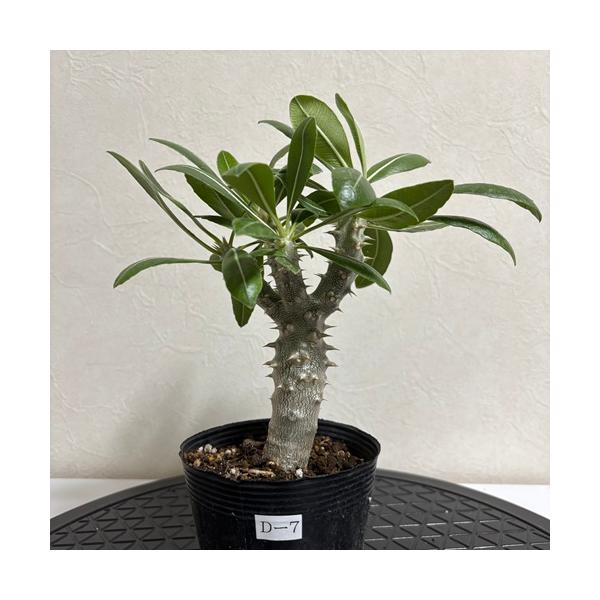 パキポディウム デンシフローラム 3.5号 塊根植物 コーデックス 現品株D-7】パキポディウム デンシフローラム 3.5号ポット苗
