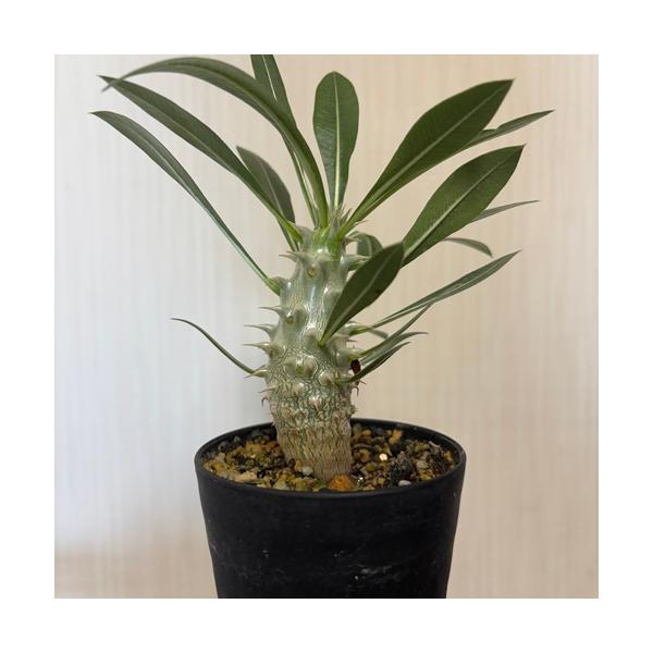 ビザールプランツ（奇妙な植物）や珍奇植物として人気があります。パキポディウム　ホロンベンセは、生長すると基部が膨張していきます。レモンイエローの釣り鐘のような形の花を咲かせます。比較的育てやすい品種なので初心者向きです。科目：キョウチクトウ...