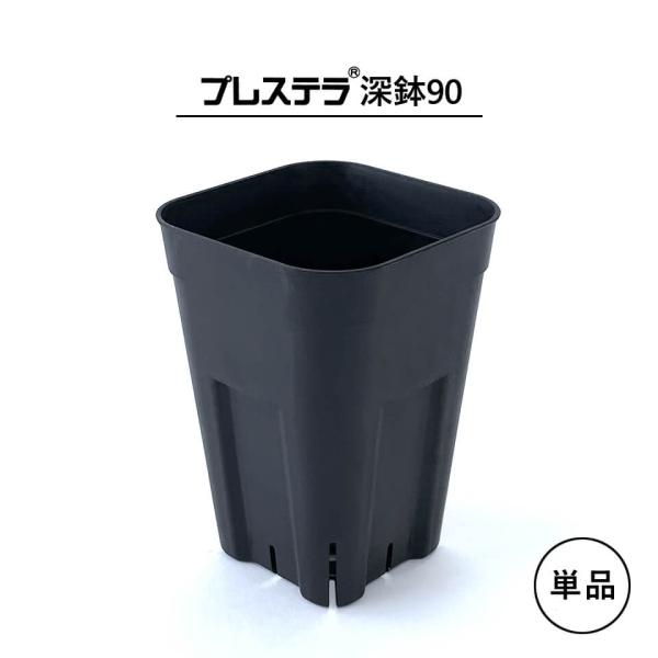⭐︎専用中⭐︎アガベ　ピンキー　プレステラ90 ⭐︎専用中⭐︎アガベ ピンキー プレステラ90