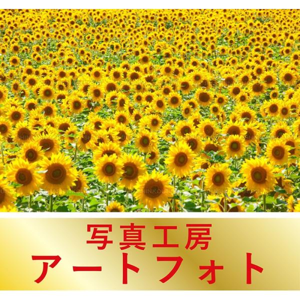 期間限定特価 額装写真 堀町政明 オリジナルプリント ひまわり畑 北海道 網走郡大空町 大判サイズ 557 442mm Kheldhaba Com