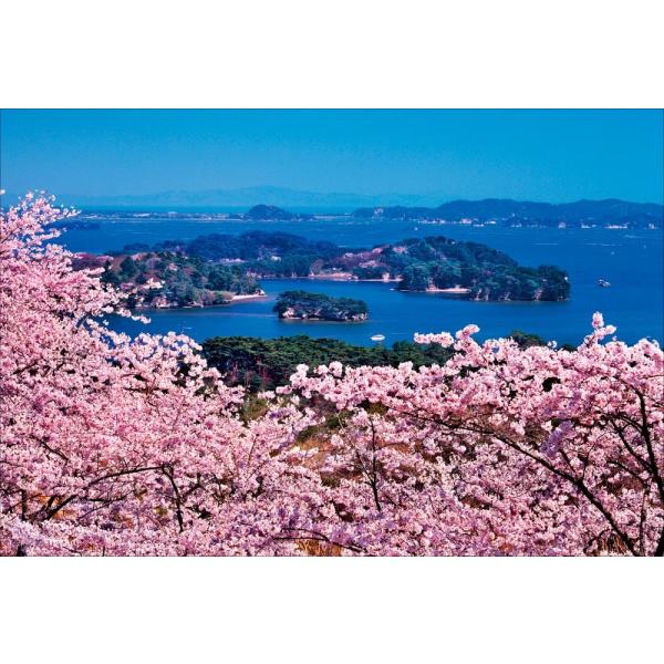 PT-049 満開の桜と松島／宮城県