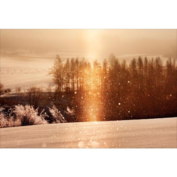 PT-119 Ts[W߂ Vh̋u^Sl