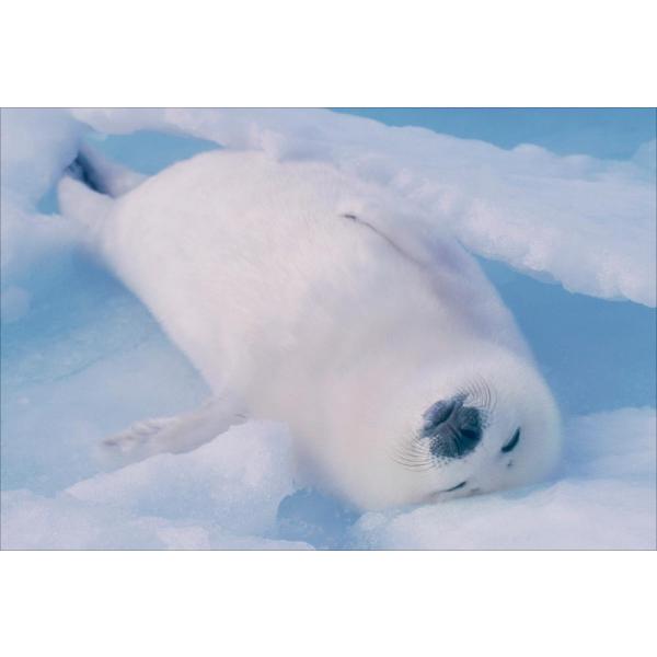 shashinkoubou_pt-132