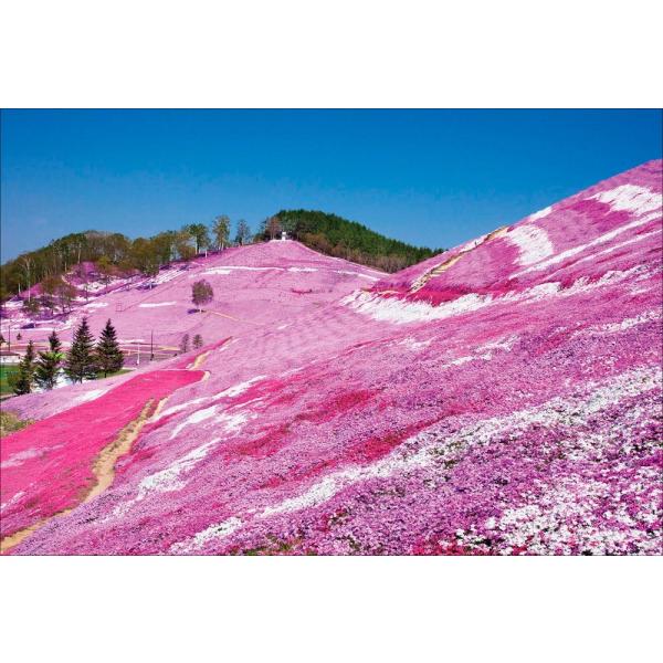 PT-165 ひがしもこと芝桜公園／北海道大空町 : 風景カレンダーの写真