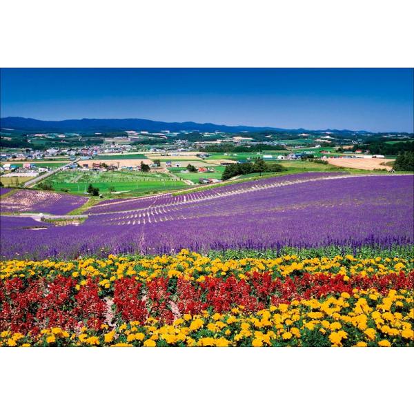 PT-166 日の出公園の花畑／北海道上富良野町 : 風景カレンダーの写真
