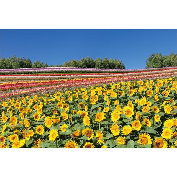 【値下げしました】油彩画 桜の丘の風景 印刷 油彩画 丘の夜桜 油絵 風景画 フレーム入り 額装 絵画